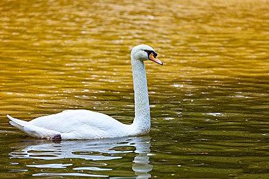 《尘封大陆》现已解锁发售 Steam现多个差评